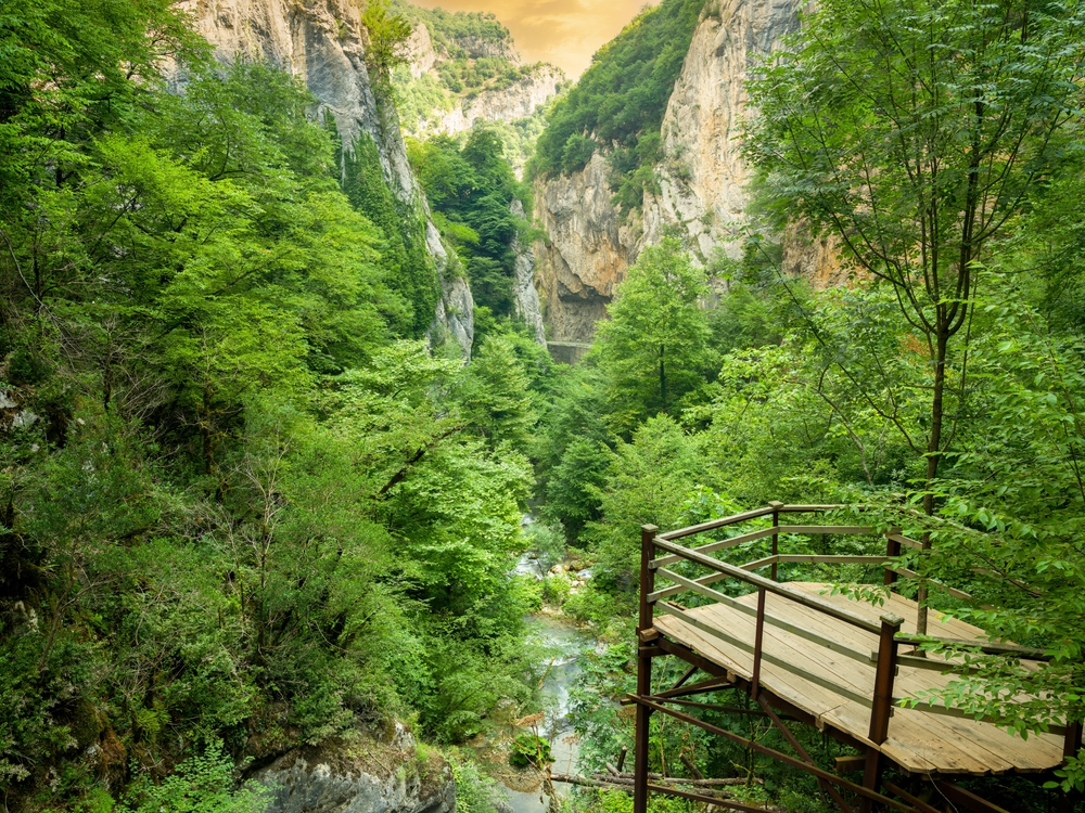 Ballıdağ Yenice Ormanları Farkındalık Turu